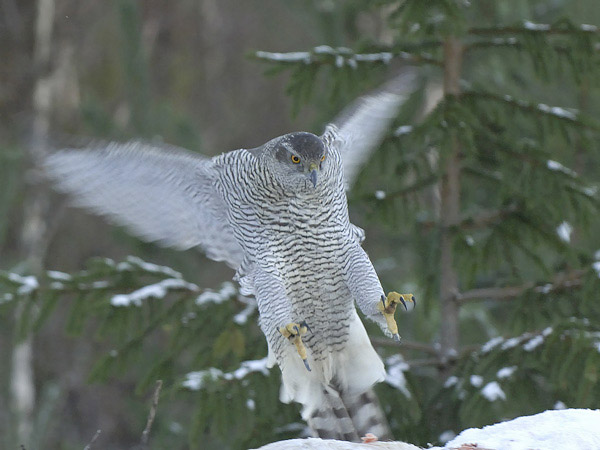 Kanahaukka, Northern Goshawk, Accipiter gentilis
